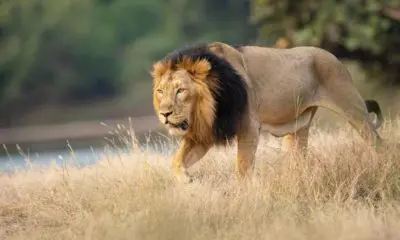 Amreli Lion Attack