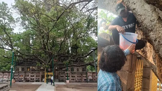 Maha Bodhi tree Gaya