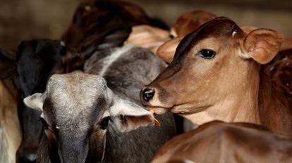 cow vigilantes