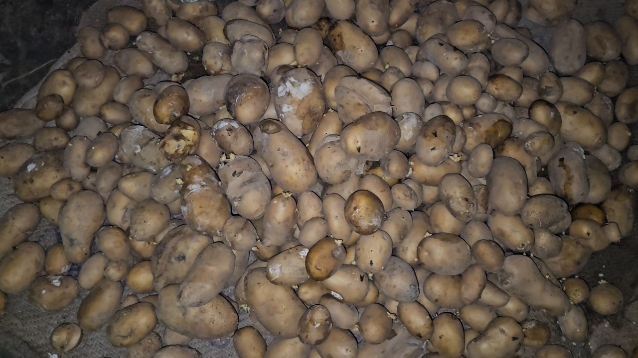 danta vekari ashramshala food poison