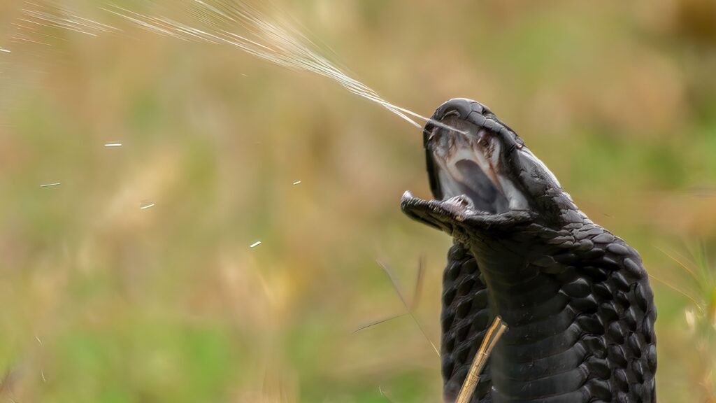 tribal girl dies of cobra