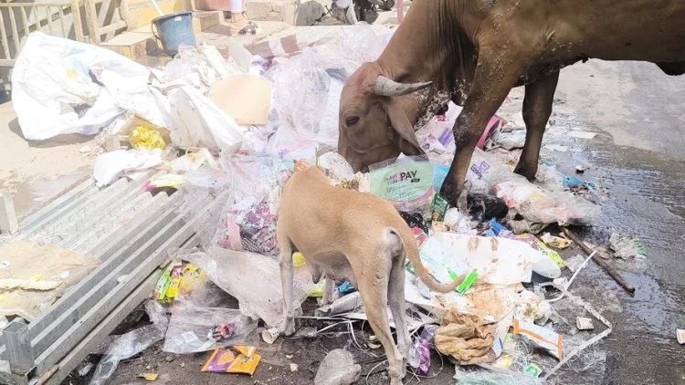 junagadh sanitation worker strike