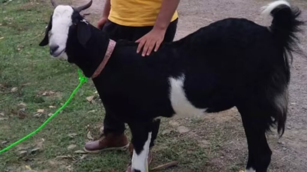 sacrifice rabid goats