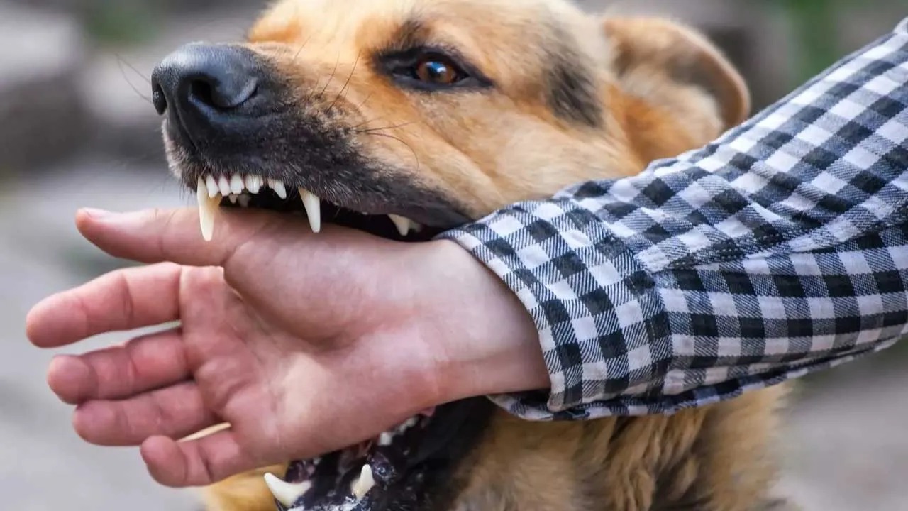 Rabies Nalasar Vadgam