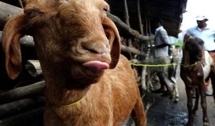 A slaughterhouse will be built in Ahmedabad