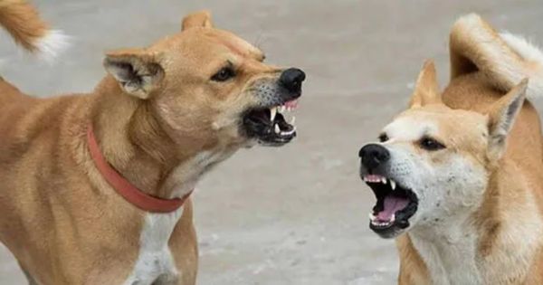 meerut Dalit family attack