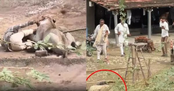Palitana lion attack