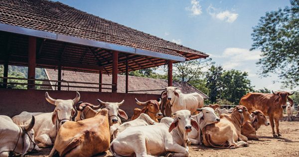 cow shelters received grants worth crores in the name of dead cows