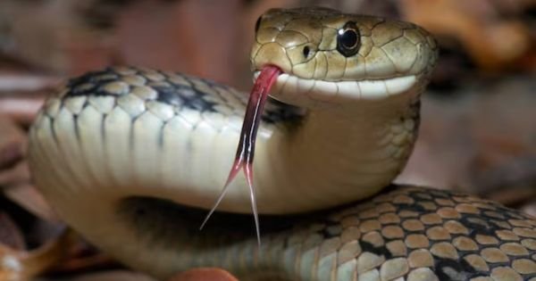 Three tribal students die bitten by a snake in Gadchiroli